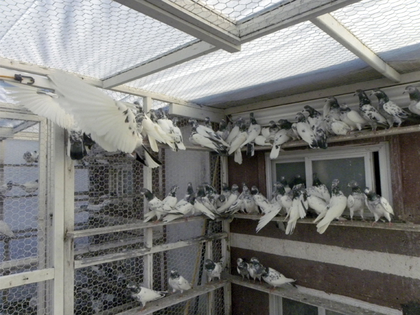 A pigeon coop in Brooklyn (Photo: Mohsin Zaheer)