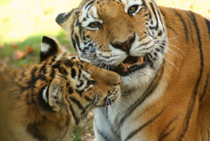 A true tiger mother - Photo: Orchidgalore/flickr