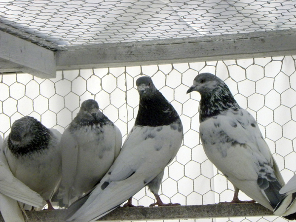 Pigeons are hated by some and loved by other New Yorkers