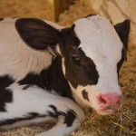 Podcast: A Tale of Two Dairy Farms