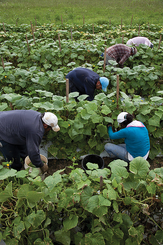 Migrant farm workers in Virginia