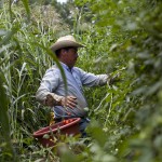 Crops Rot due to Lack of Workers—Farmers Talk of Immigration Reform