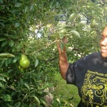 Callaloo and Collard Greens: Caribbean Women Farm Central Brooklyn